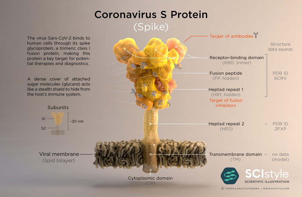 La protéine S à la surface du coronavirus SRAS-COV-2