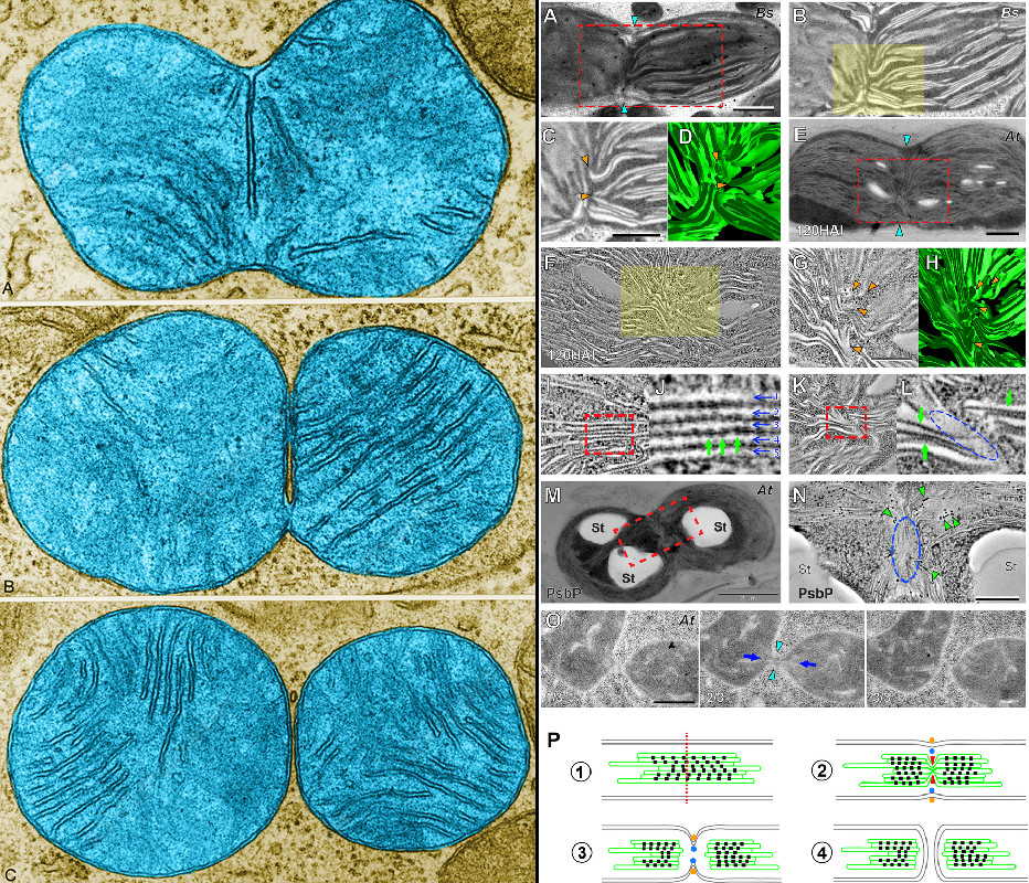 Divisions de mitochondries et de chloroplastes