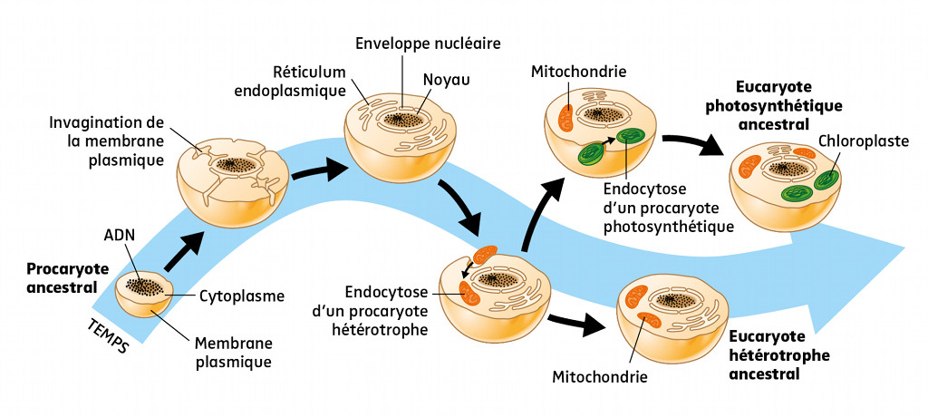 Présentation schématique de la théorie de l’endosymbiose