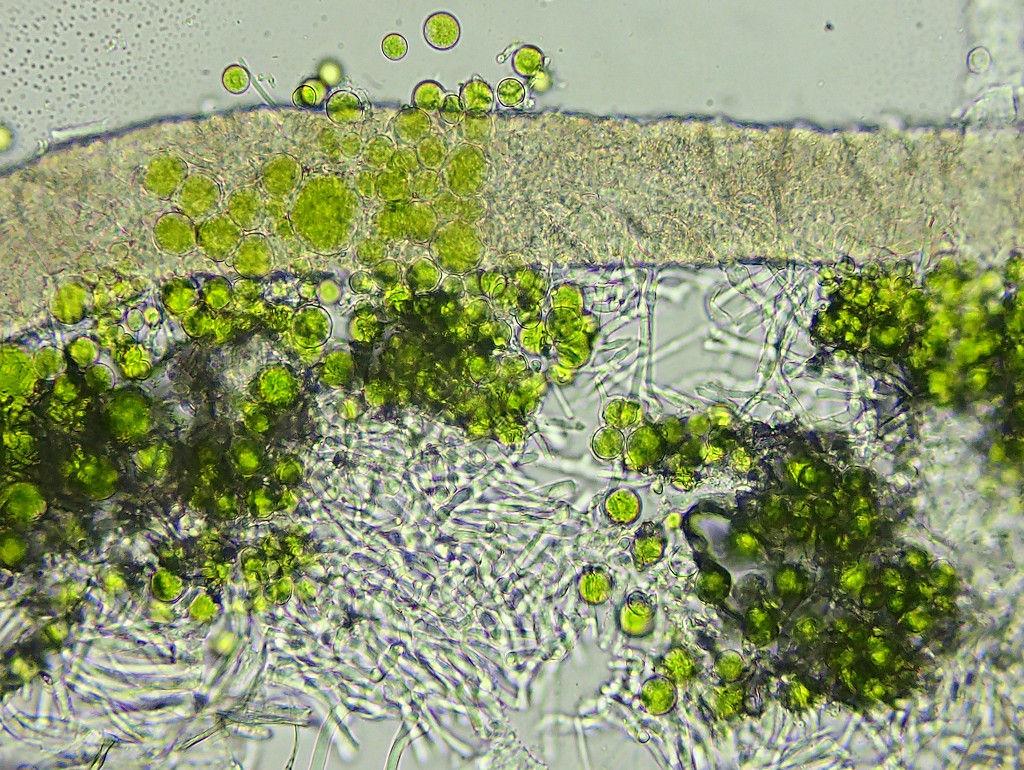 Coupe transversale d'un lichen