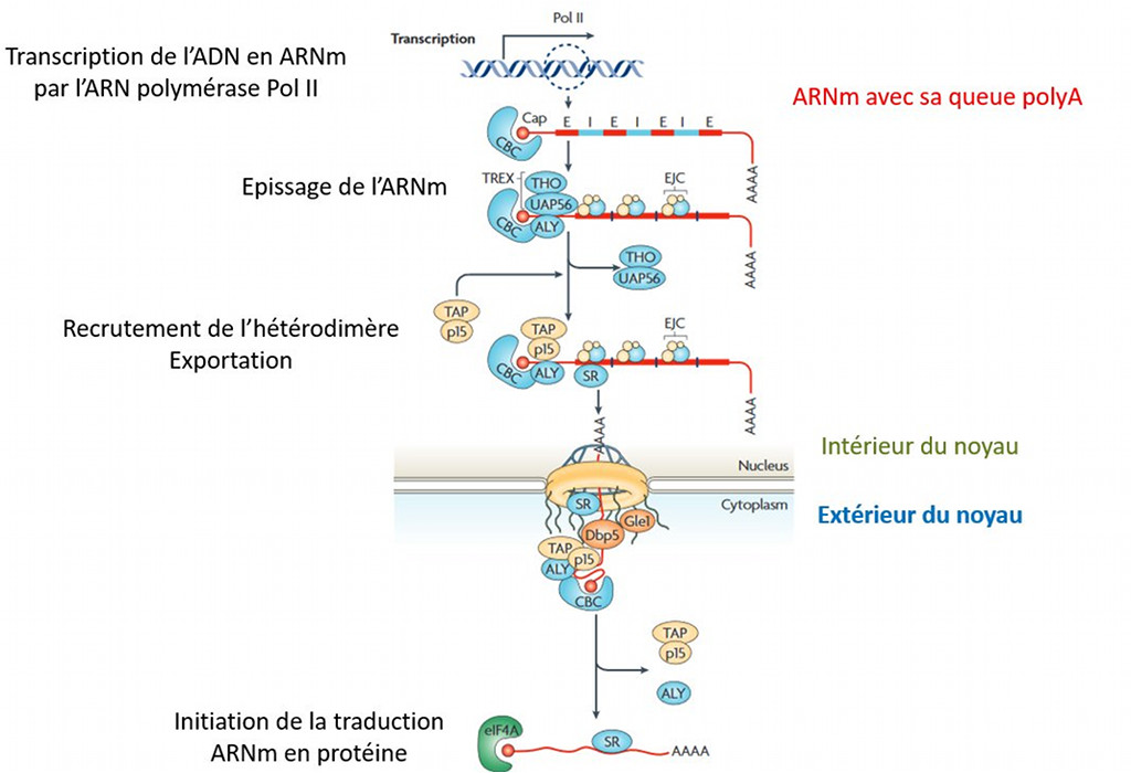 L'exportation de l'ARNm à l'extérieur du noyau