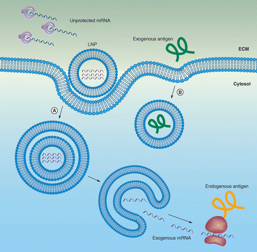 Nanoparticule lipidique renfermant de l'ARNm