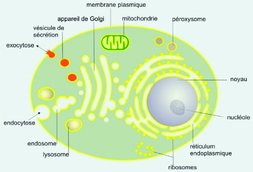 Une cellule eucaryote